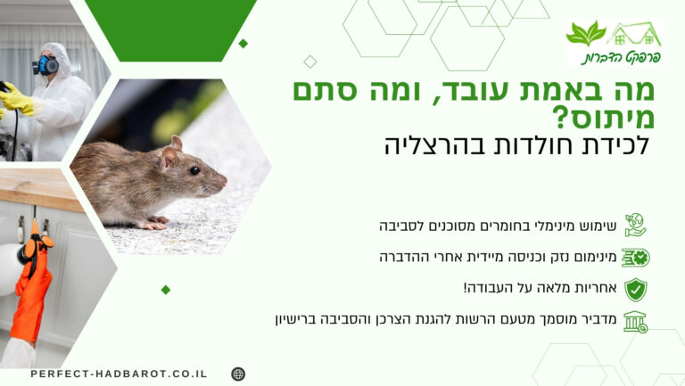 לכידת חולדות בהרצליה – מה באמת עובד, ומה סתם מיתוס (תמונה)